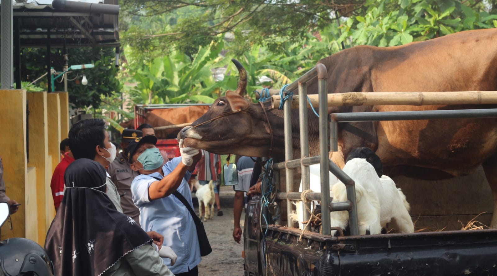 Harga Sapi Naik Jelang Idul Adha, Trenggalek Justru Masih Jadi Pemasok ke Kota Besar