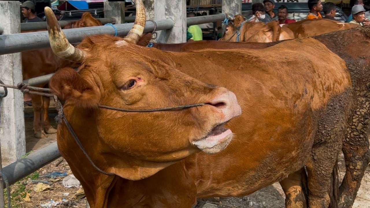Jelang Idul Adha, Harga Sapi di Trenggalek Melejit hingga Rp4 Juta per Ekor
