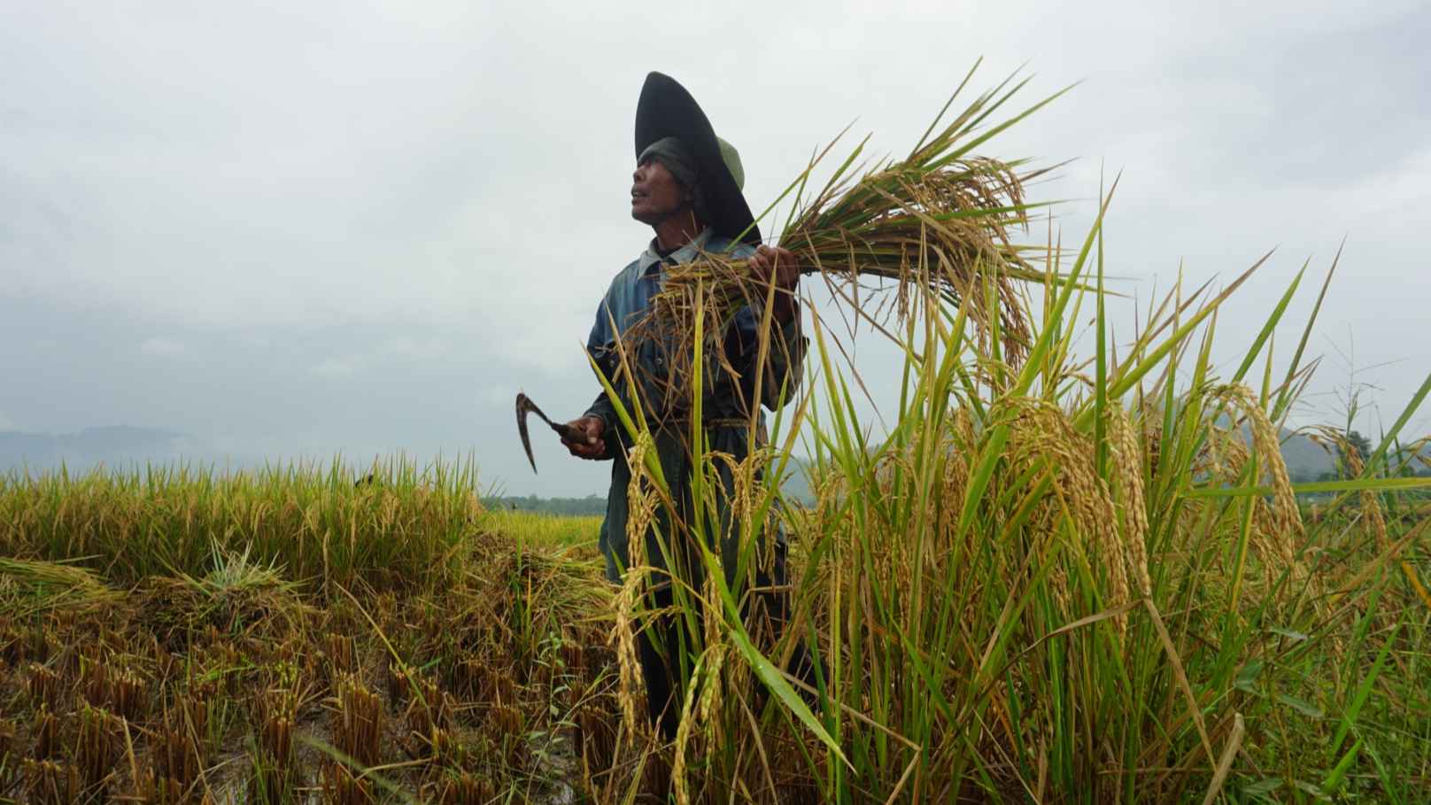 Trenggalek Kejar Produksi Padi 80 Ribu Ton, Ancaman Kemarau Panjang Mulai Diwaspadai
