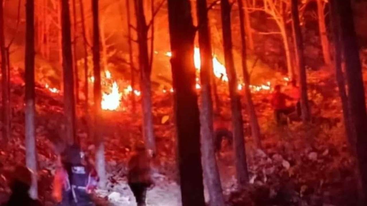 Waspada! Ini Titik Rawan Kebakaran Hutan di Trenggalek Saat Kemarau 2026