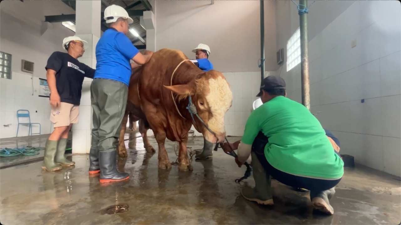 Sapi Kurban Makin Jumbo, RPH Pogalan Trenggalek Masih Andalkan Tali dan Tenaga Manual