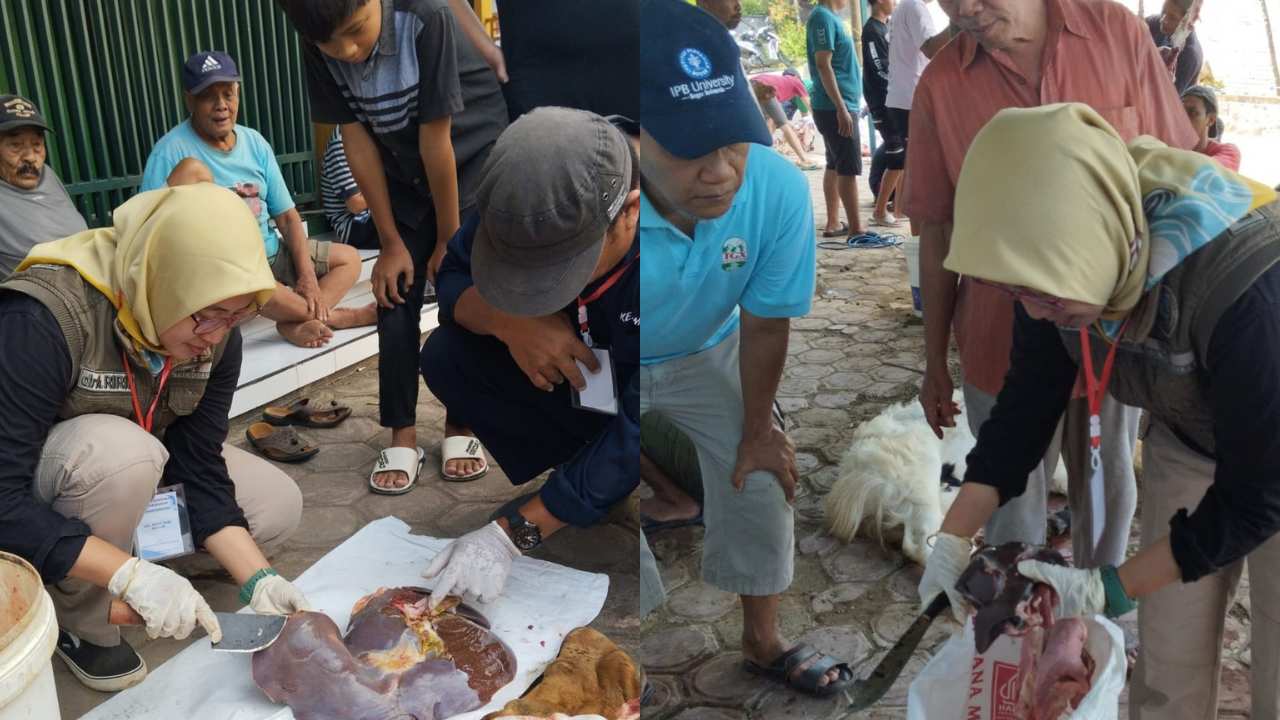 Meski Sehat Saat Dicek, 46 Hewan Kurban di Trenggalek Ternyata Mengandung Cacing Hati