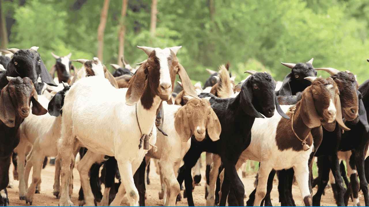 Data Produksi Daging Kambing dan Domba per Kecamatan Trenggalek