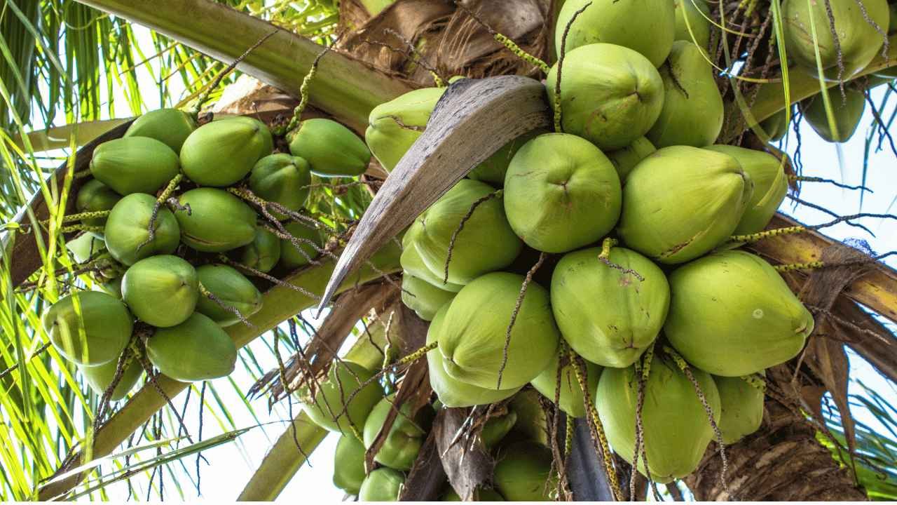 Data Produksi Perkebunan Kabupaten Trenggalek Menurut Kecamatan