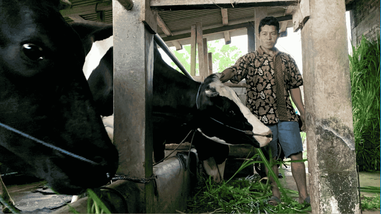 Data Produksi Sapi Potong di Trenggalek, Kecamatan Panggul Jadi yang Paling Tinggi