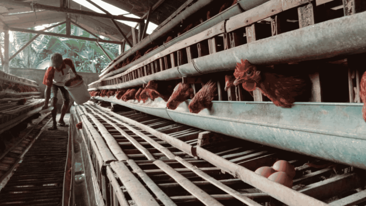 Data Produksi Telur di Trenggalek, Kecamatan Kampak Jadi Penyumbang Telur Terbesar