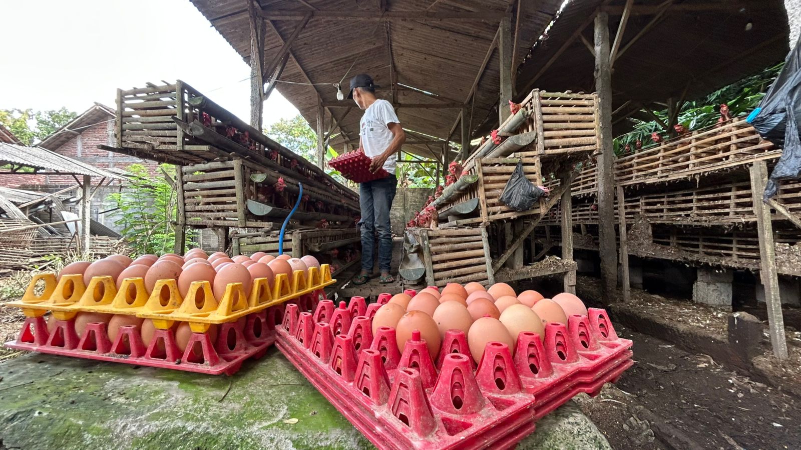 Curhat Peternak Ayam Trenggalek: Harga Telur Drop, Ongkos Pakan Malah Membengkak