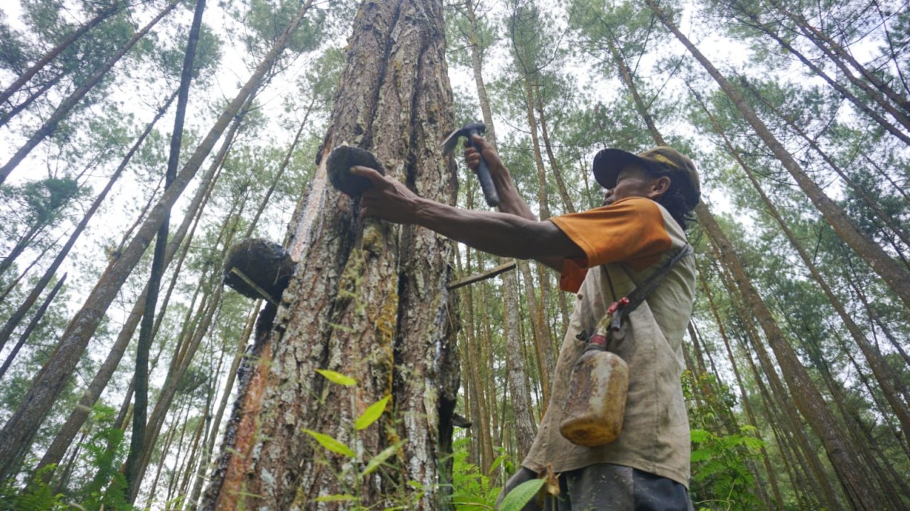 39.480 Hektare Hutan Trenggalek Kini Masuk KHDPK, Bukan Lagi Kelolaan Perhutani
