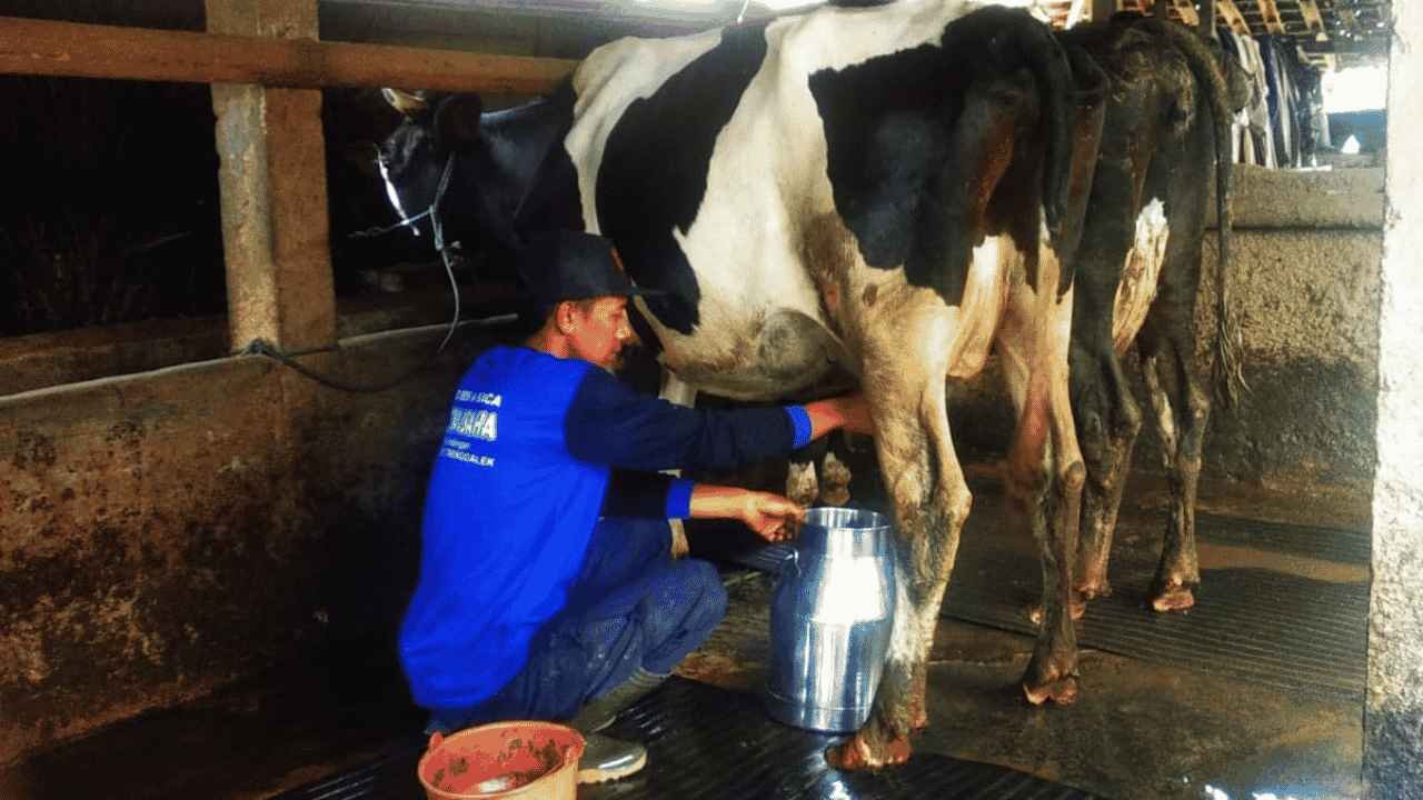 Kecamatan Bendungan Produksi 12 juta Kilogram Susu Sapi per Tahun, Simak Datanya Disini