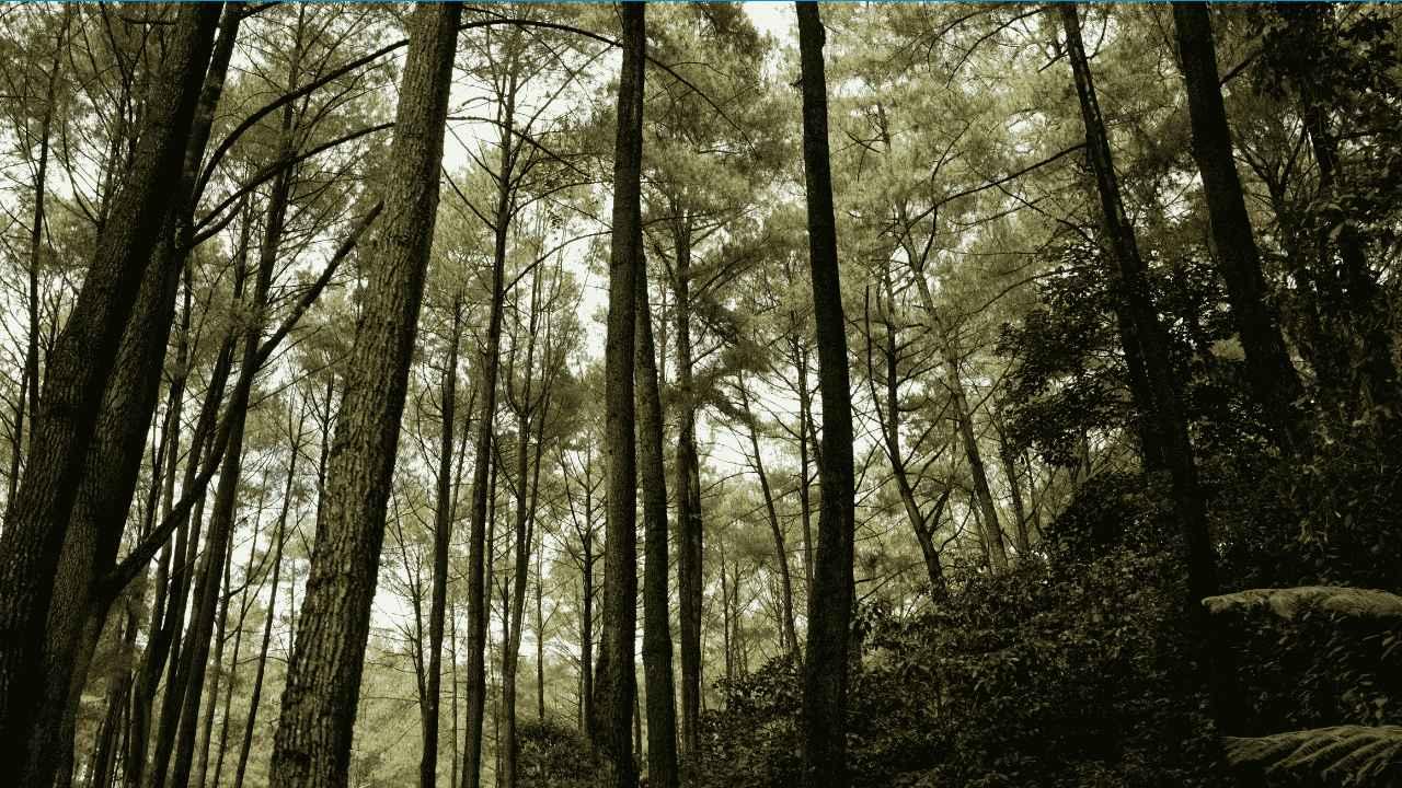 Luas Hutan Lindung per Kecamatan di Kabupaten Trenggalek