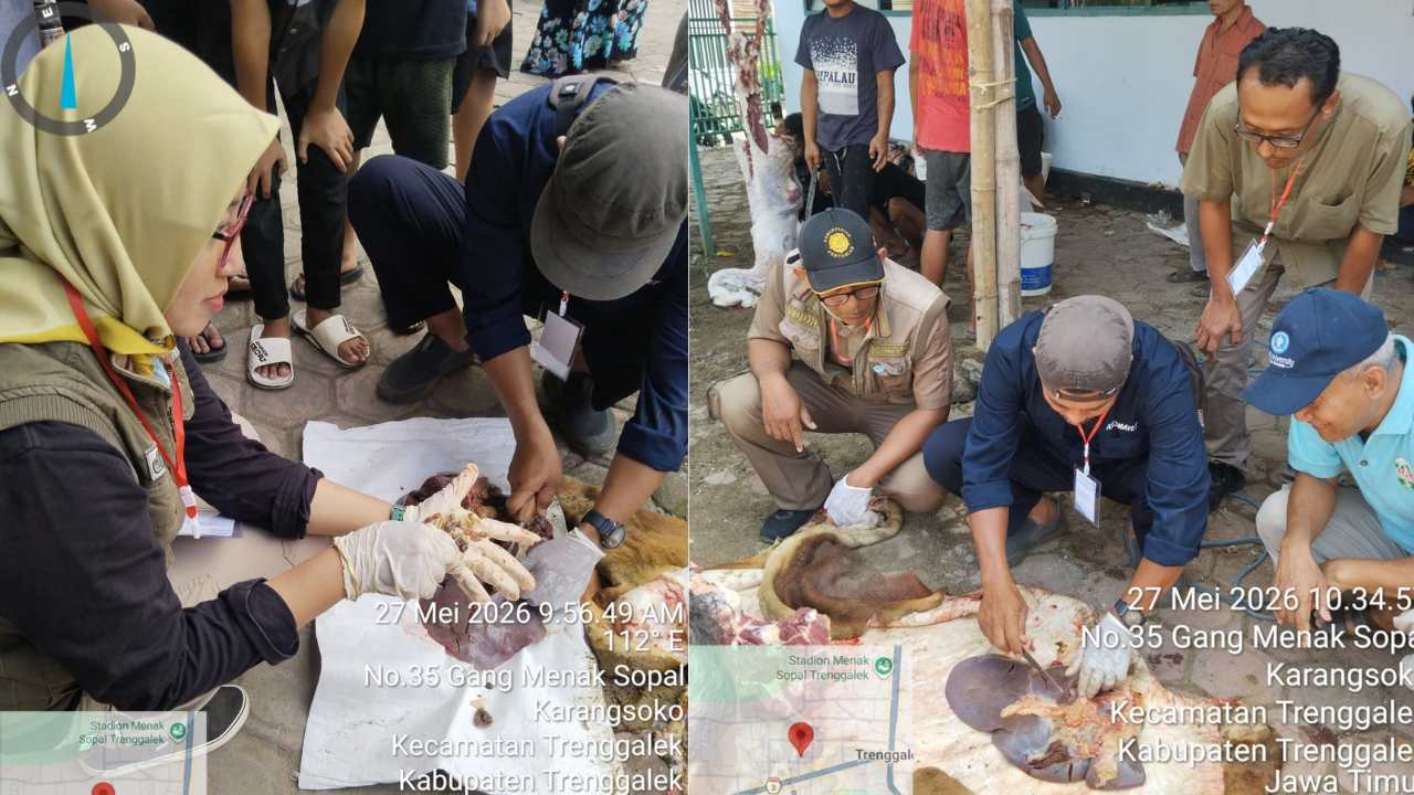 3 Sapi Kurban di Trenggalek Terjangkit Cacing Hati, Disnakkan Minta Organ Ini Jangan Dibagikan