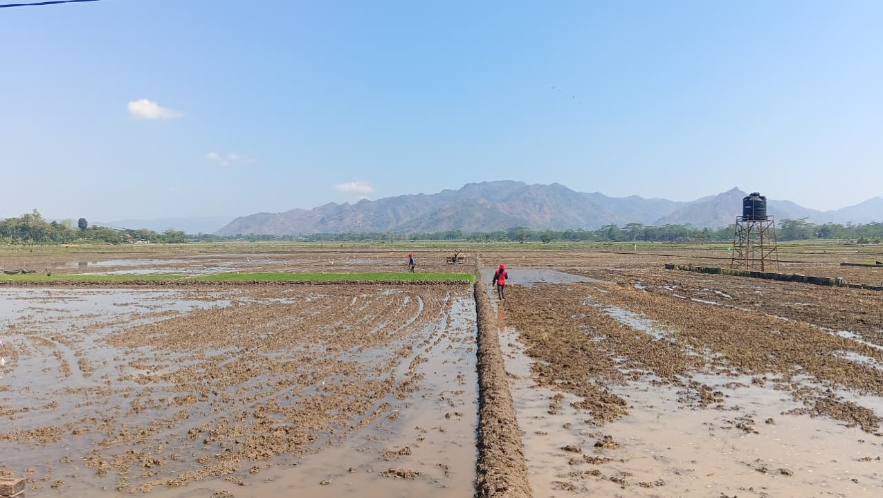 Sawah di Trenggalek Diuji Full Mekanisasi, Target Panen Capai 10 Ton per Hektare