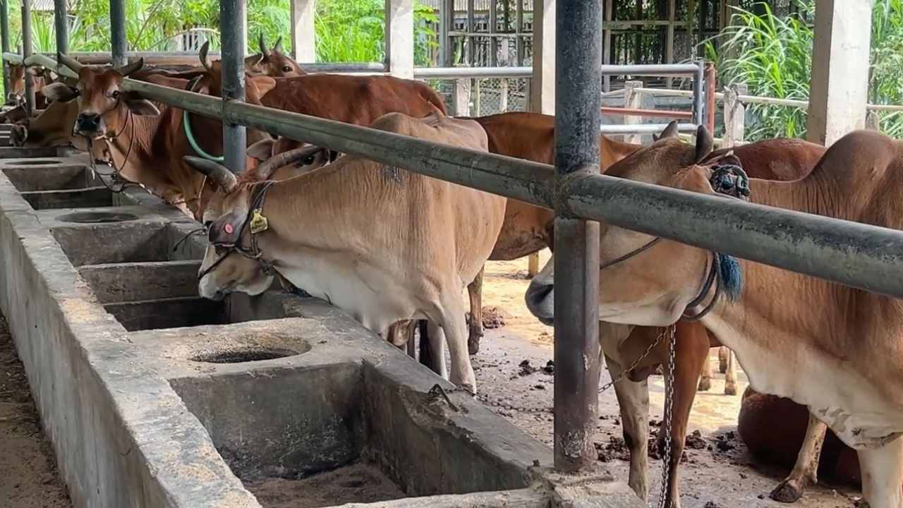 Kalah Besar dari Sapi Impor, Sapi Galekan Justru Punya Keunggulan yang Sulit Ditandingi