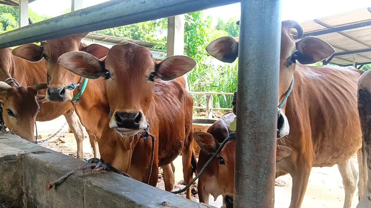 Sapi Nggalekan Masih Bertahan di Trenggalek, Tak Laku untuk Bisnis tapi Dijaga agar Tak Punah