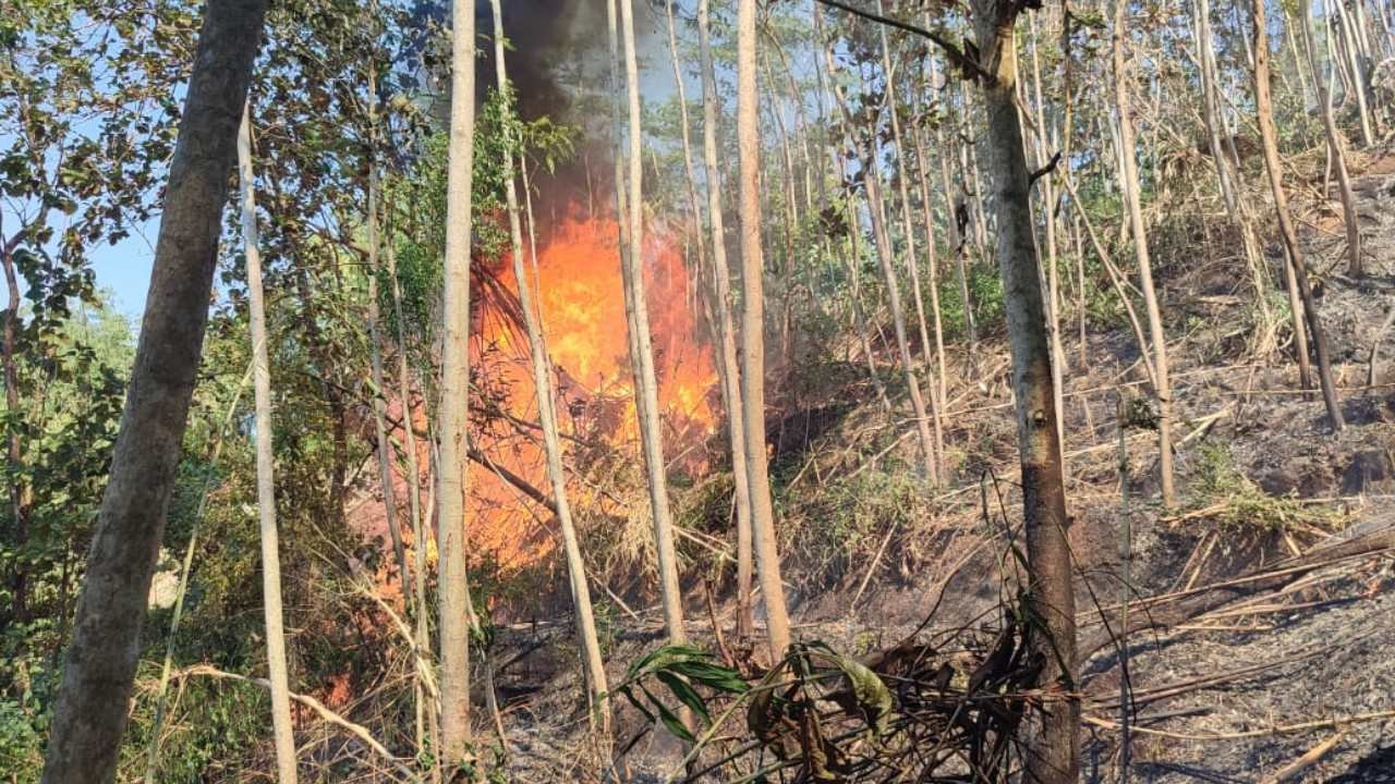 Musim Kemarau, 13 Kebakaran Hutan Terjadi di Trenggalek dan Berdampak 7 Desa