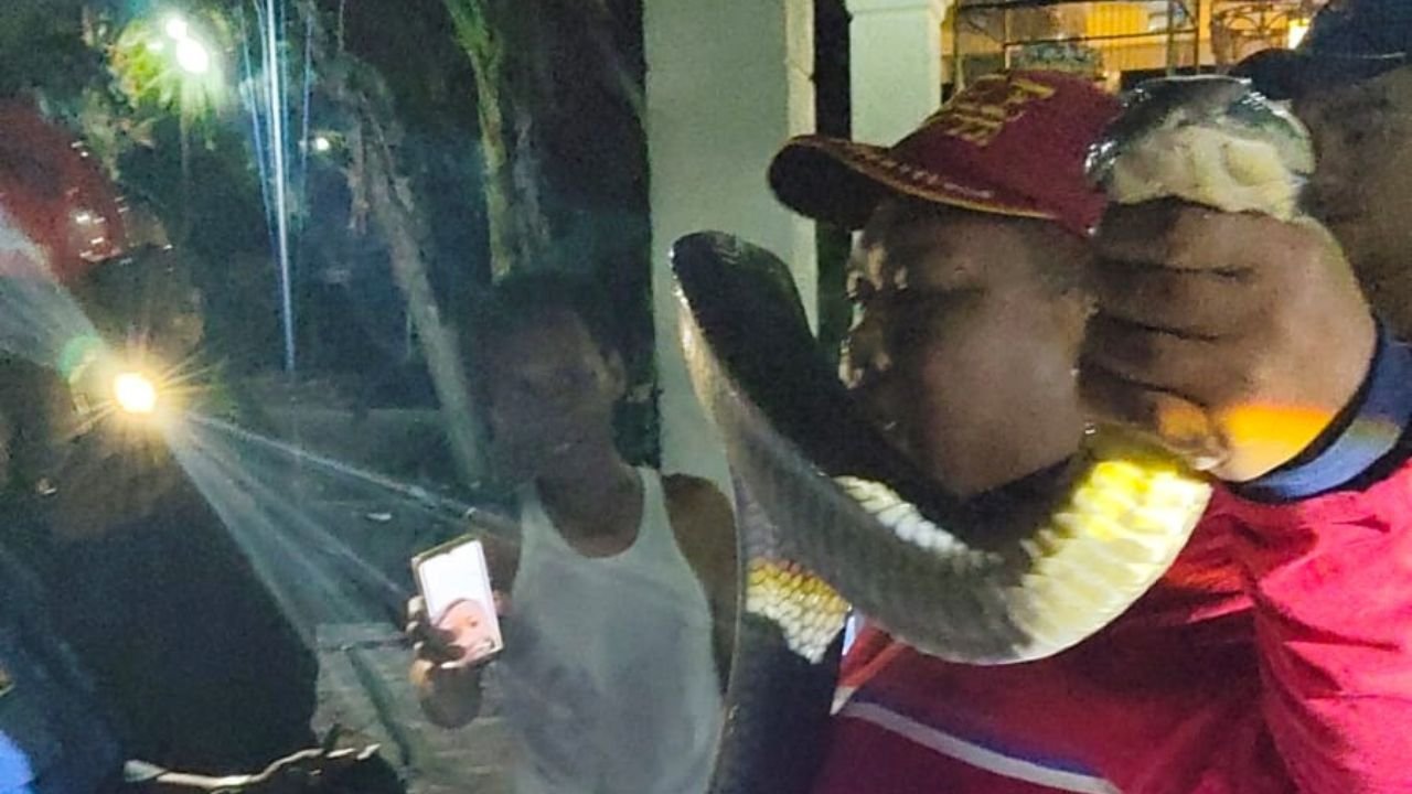 Bikin Geger, King Cobra 3,5 Meter Masuk Garasi Rumah Warga Watulimo