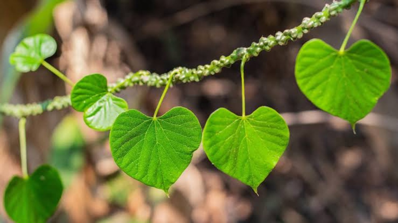 Khasiat Daun Brotowali: Sembuhkan Rematik Hingga Badan Gatal