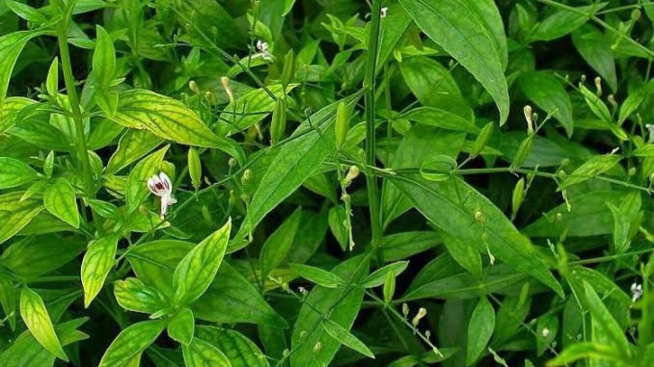 Mengenal Daun Sambiloto dan Manfaat untuk Kesehatan