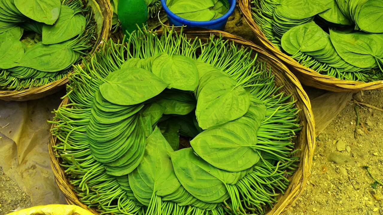 Kandungan Daun Sirih, Lengkap 13 Manfaat untuk Kesehatan