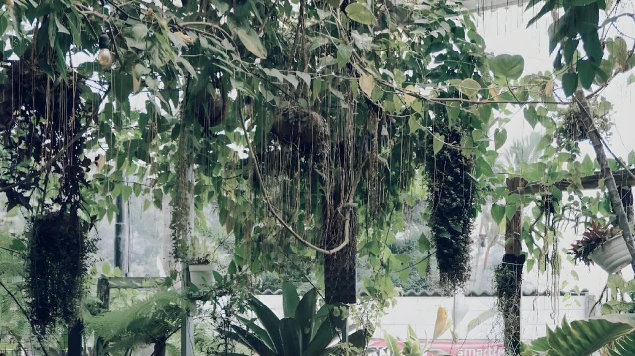 Kunci Sukses Berkebun di Atap Rumah