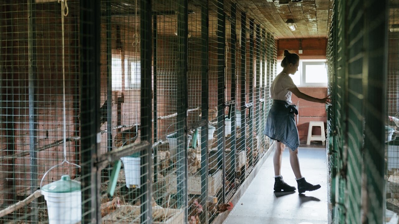 Mengenal Kandang Ayam Sistem Closed House
