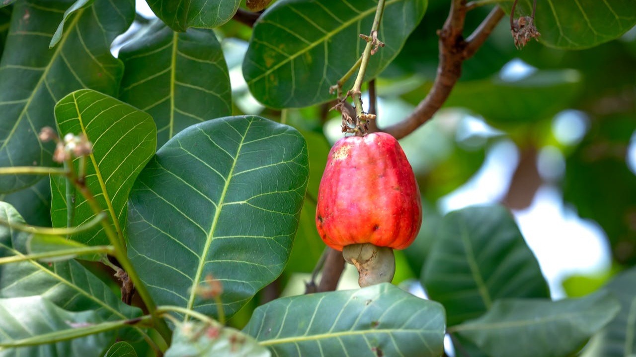 Manfaat Daun Jambu Mete untuk Kesehatan
