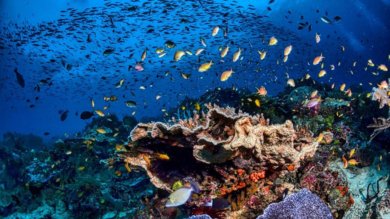 Alasan Raja Ampat Tidak Boleh Ditambang, Diving Terbaik hingga Surga Flora Fauna