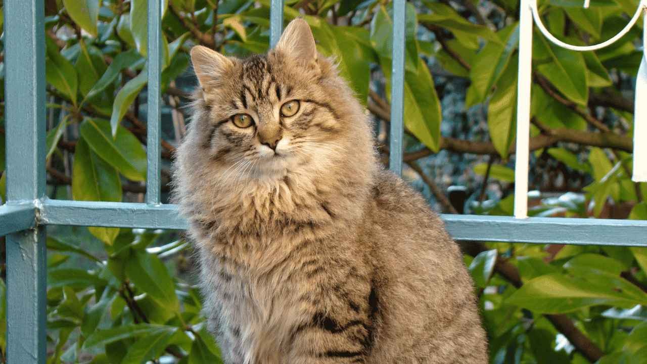 8 Cara Mengatasi Kucing Berak Sembarangan di Halaman Rumah