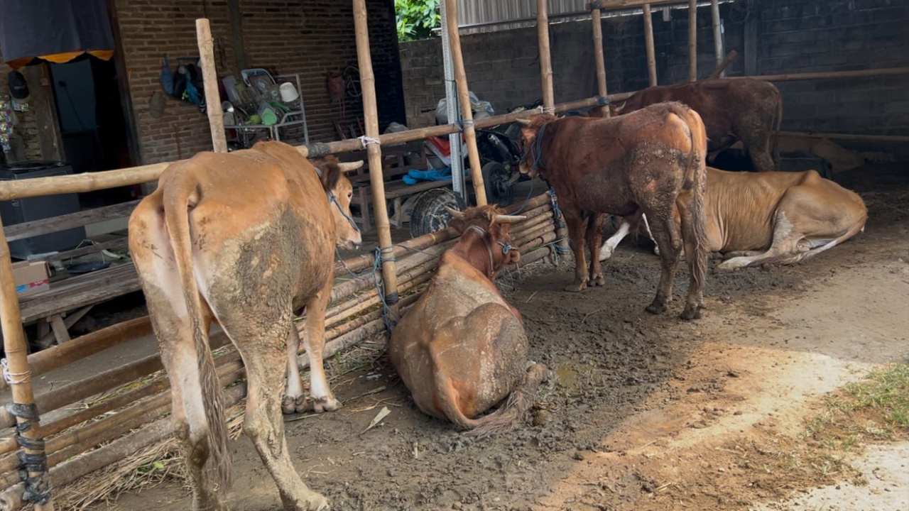 Harga Sapi Kurban di Trenggalek Naik, Tapi Pembeli Tetap Gas Borong