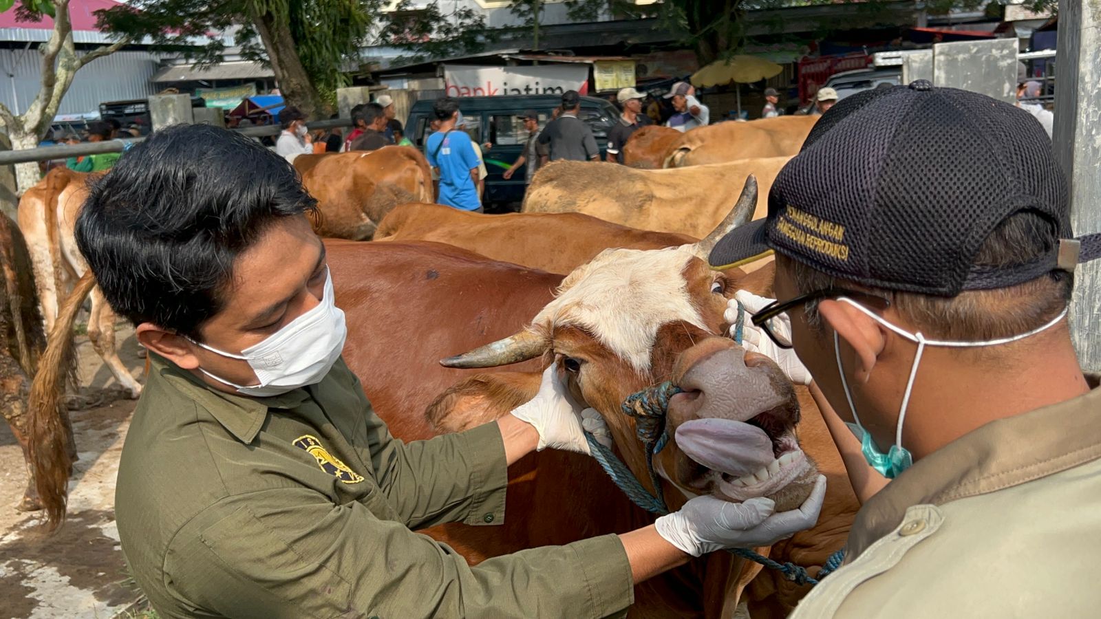 Harga Sapi Kurban di Trenggalek Tembus Rp27 Juta, Efek Trauma PMK Masih Terasa
