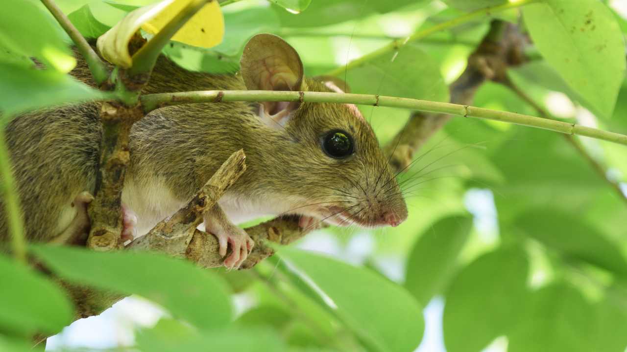 Belum Ada Kasus Hantavirus di Trenggalek, Tapi Warga Diminta Waspada Tikus di Rumah