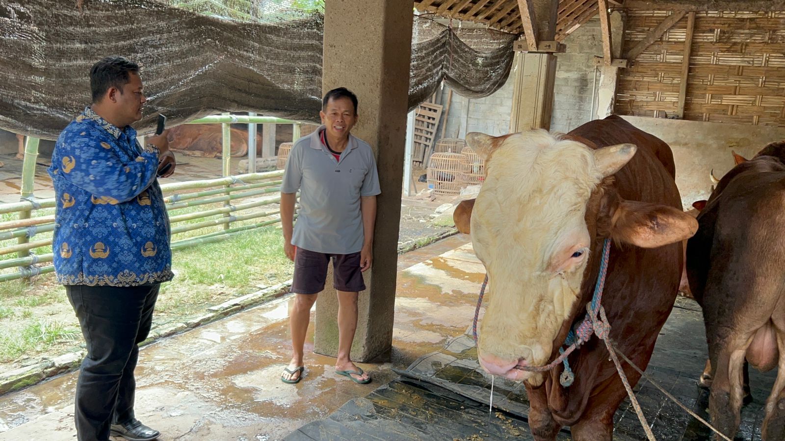 Sapi Jumbo Asal Trenggalek Jadi Pilihan Presiden untuk Kurban, Pernah Kena Penyakit PMK