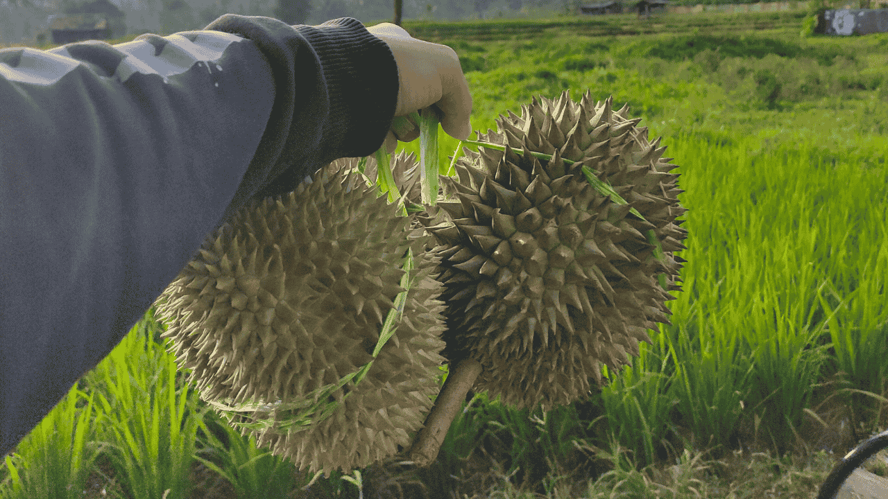 Tips Berkunjung ke Kebun Durian International Watulimo Saat Lebaran