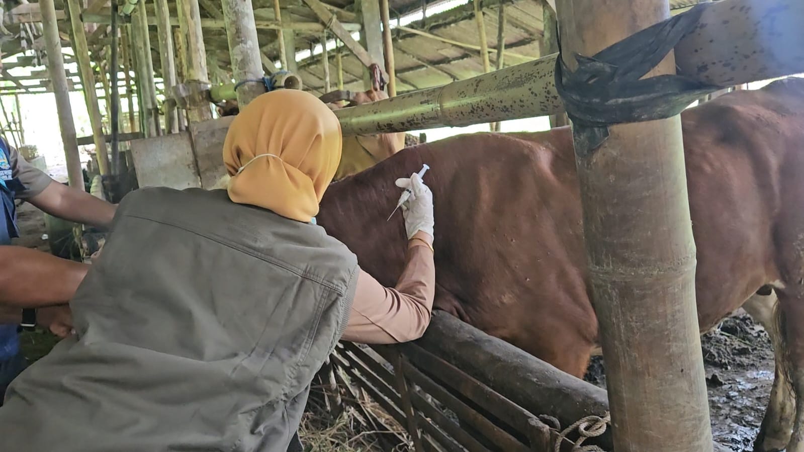 Waspada Meski Aman, PMK di Trenggalek Pernah Serang Puluhan Ternak Sapi